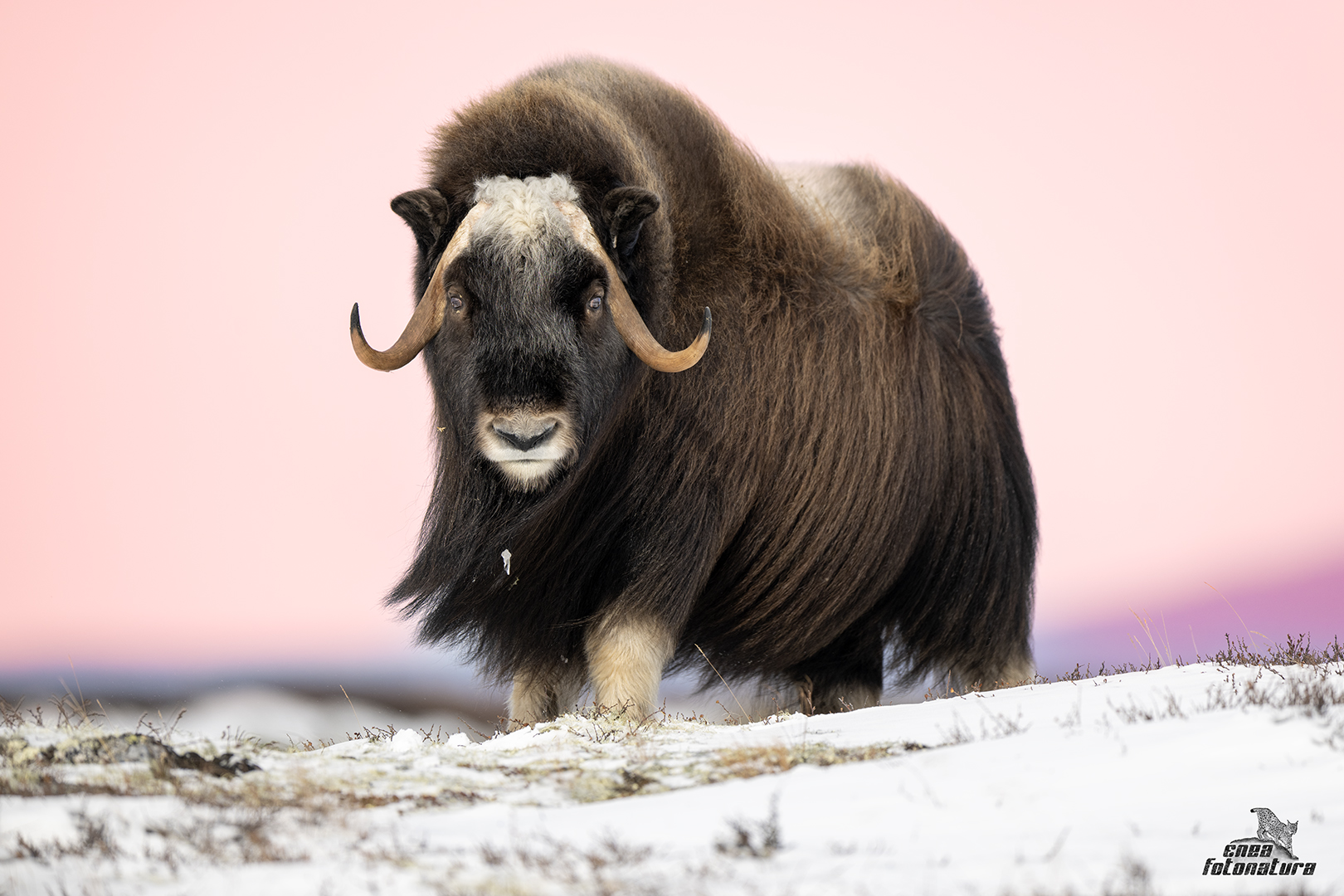 muskox all'alba