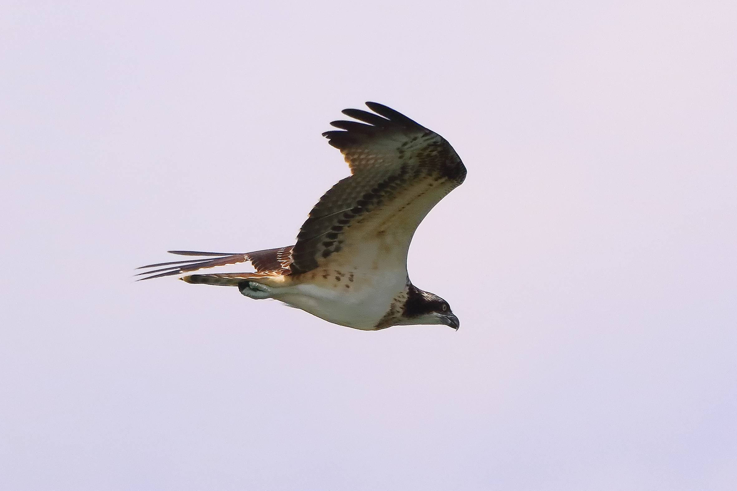 Osprey 02 September 2021 - 0427