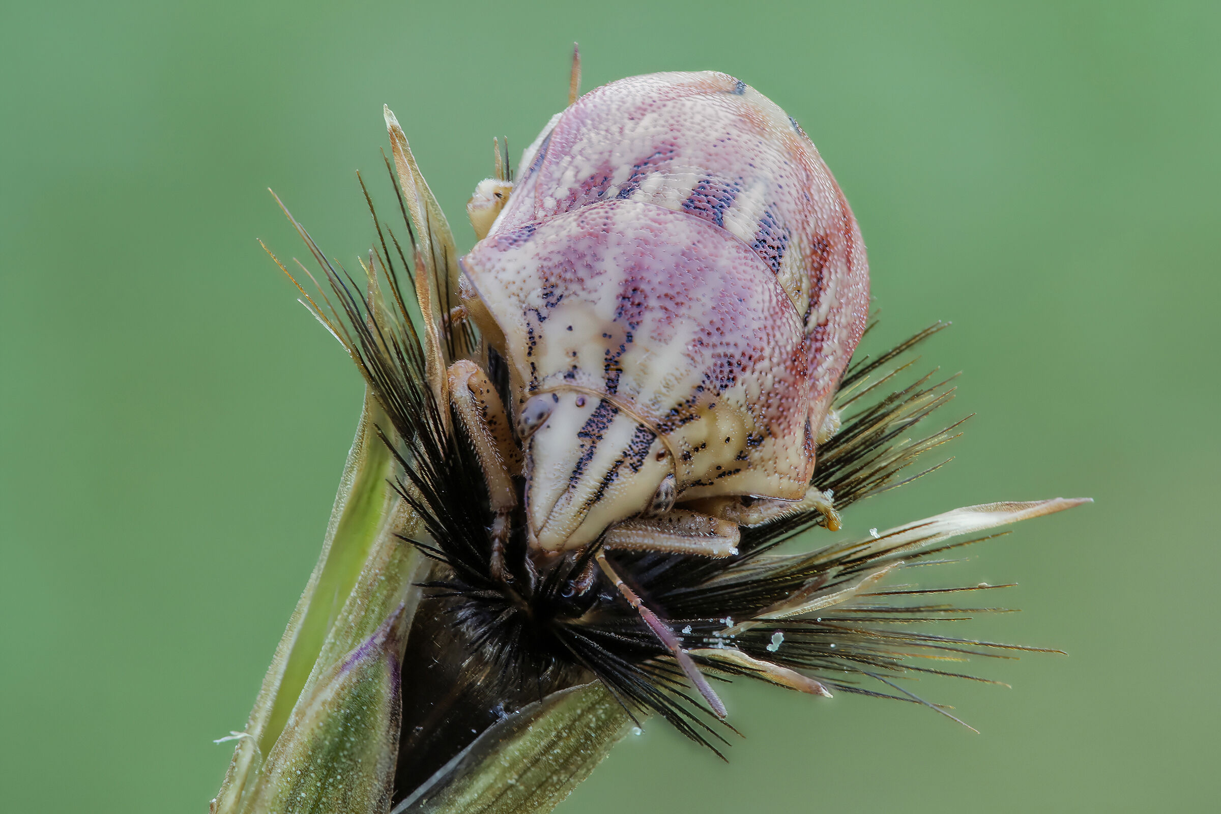 Odontotarsus purpureolineatus
