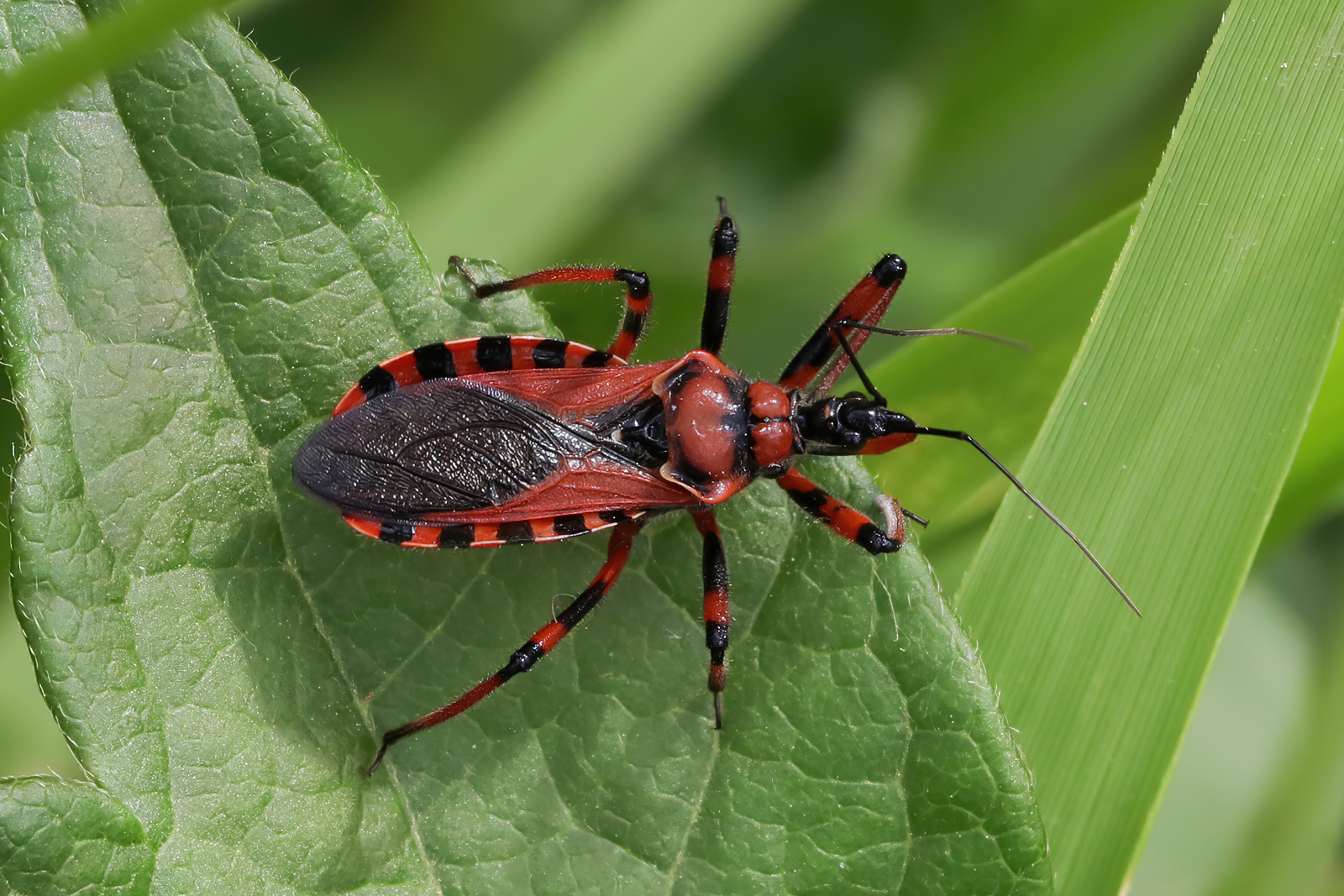 Rhynocoris sp.