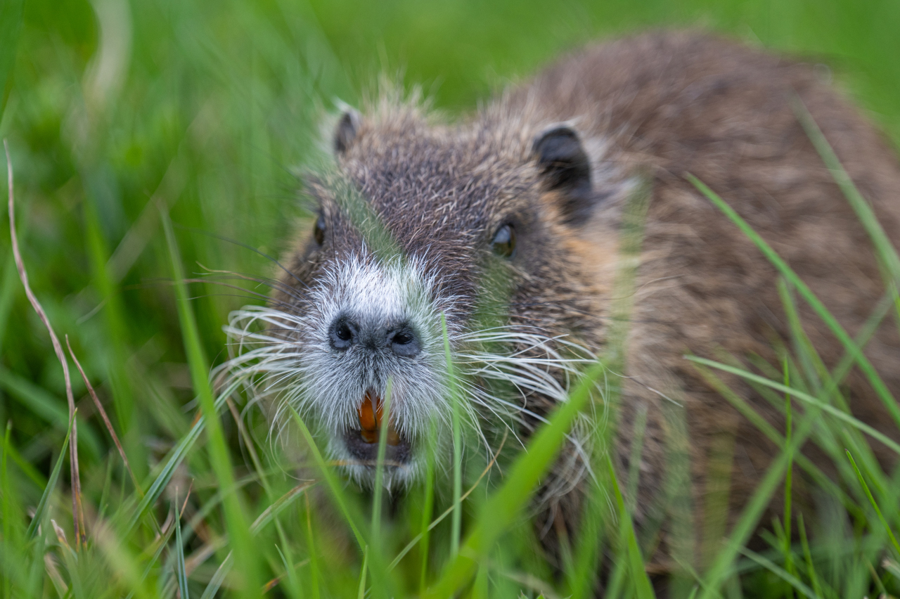 Nutria