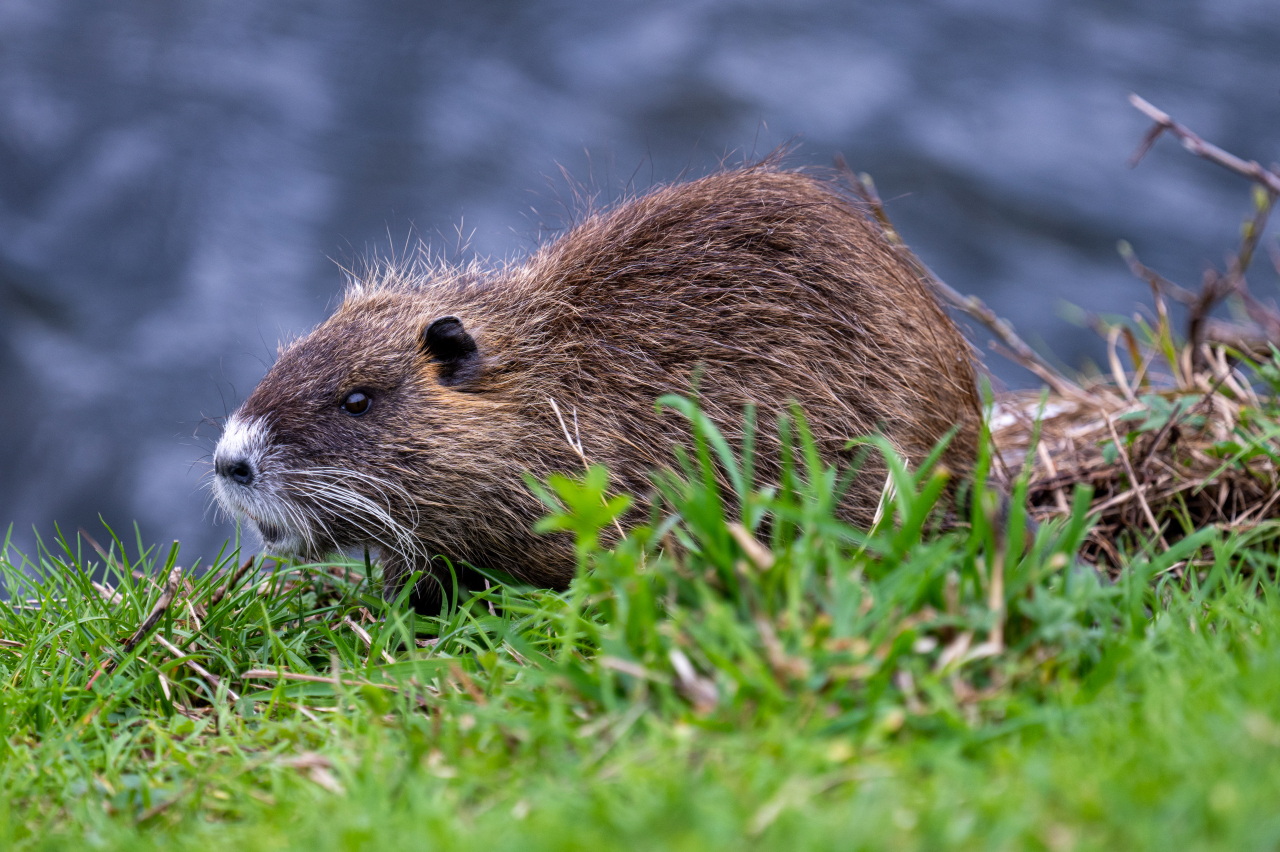 Nutria