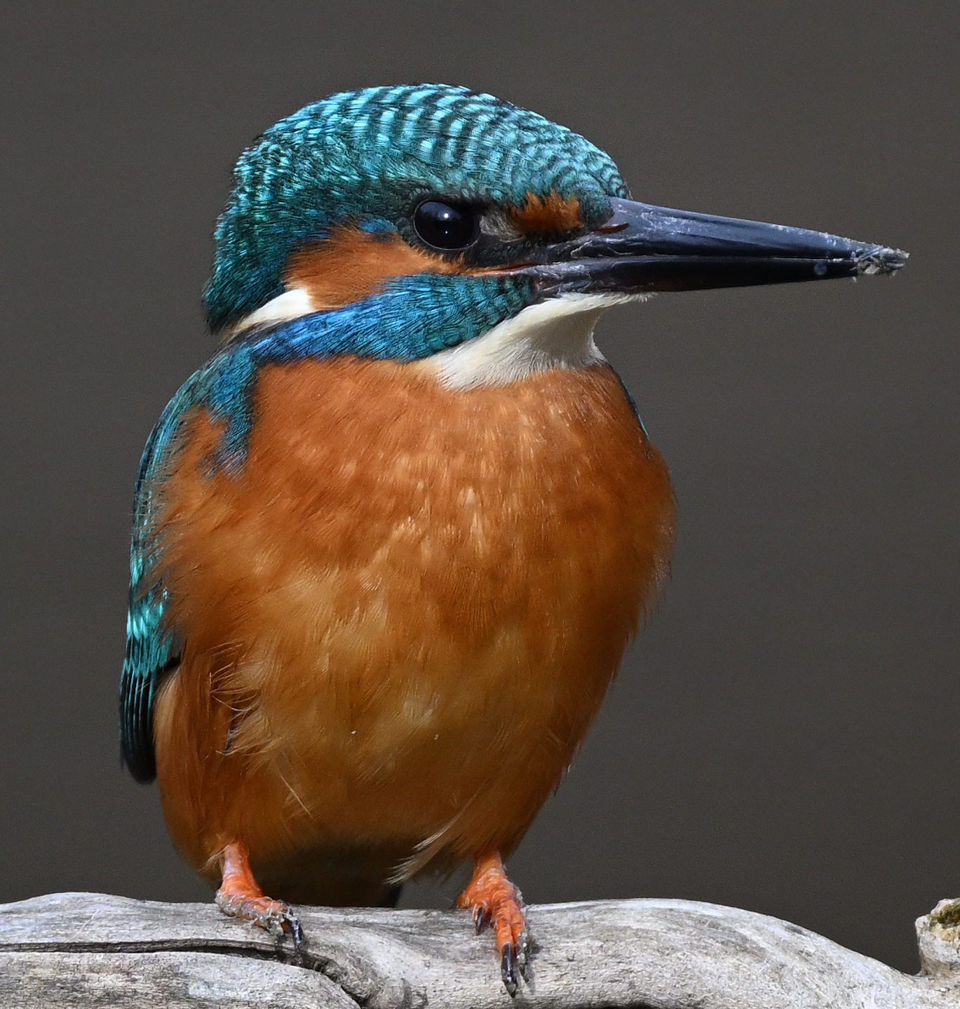 Kingfisher