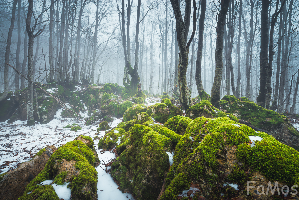 Le chiacchiere del bosco (Vol.II)