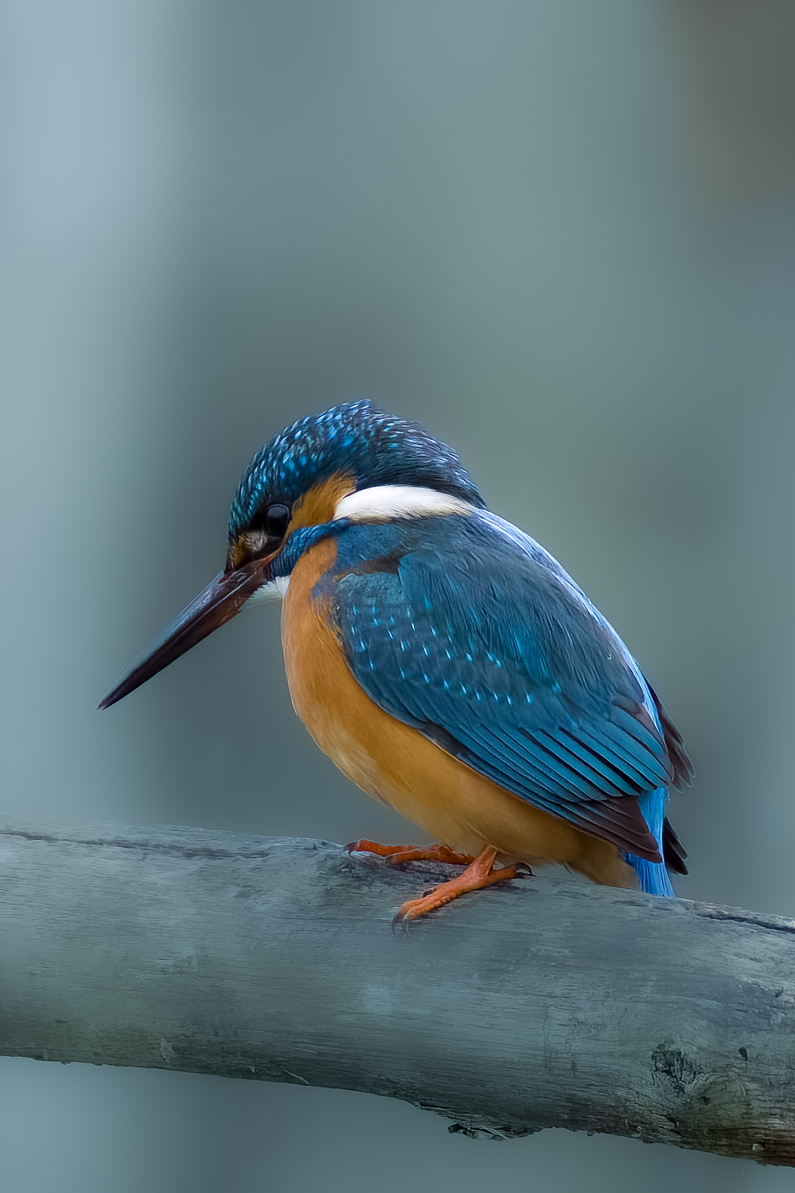 Kingfisher