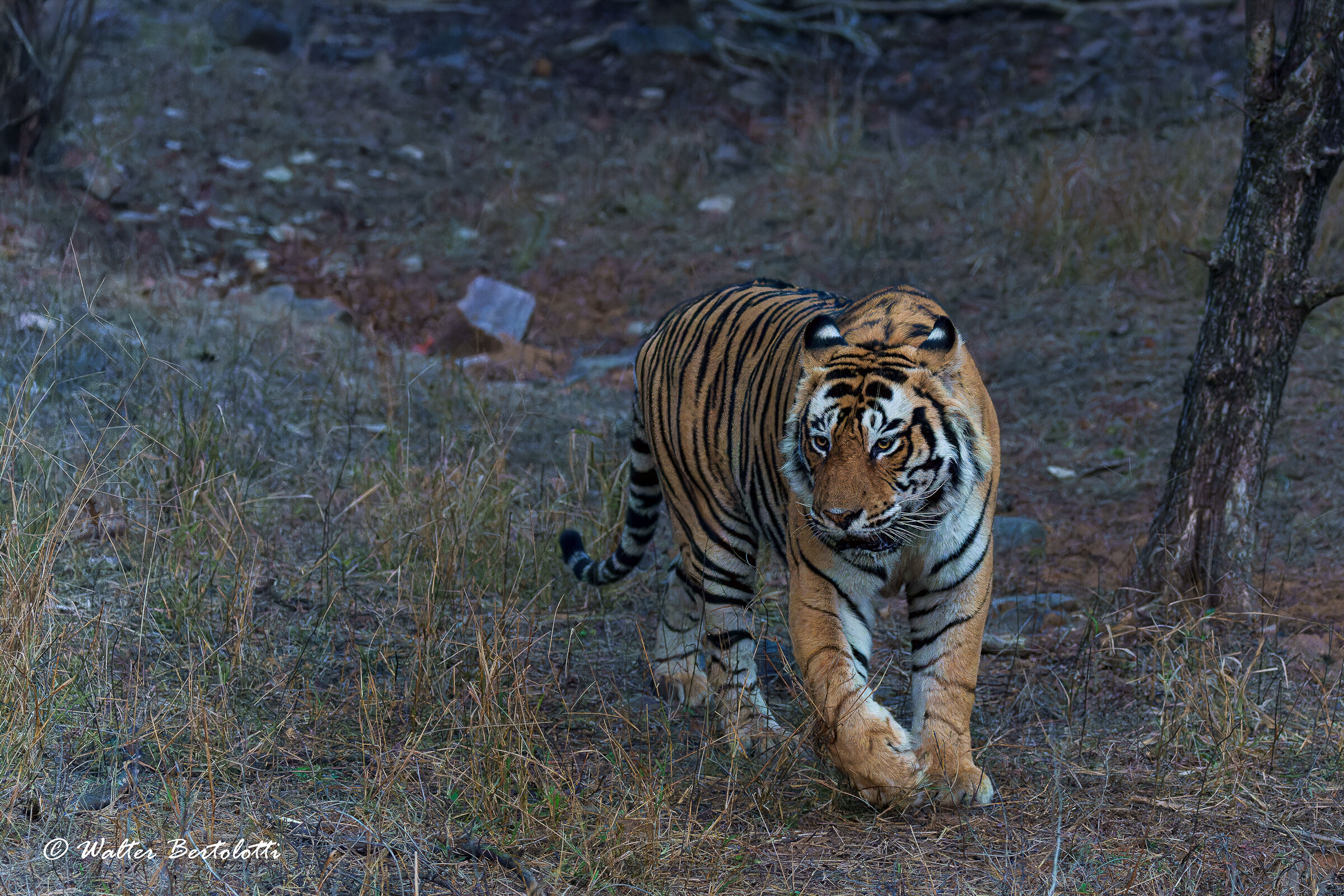 il re di Ranthambore