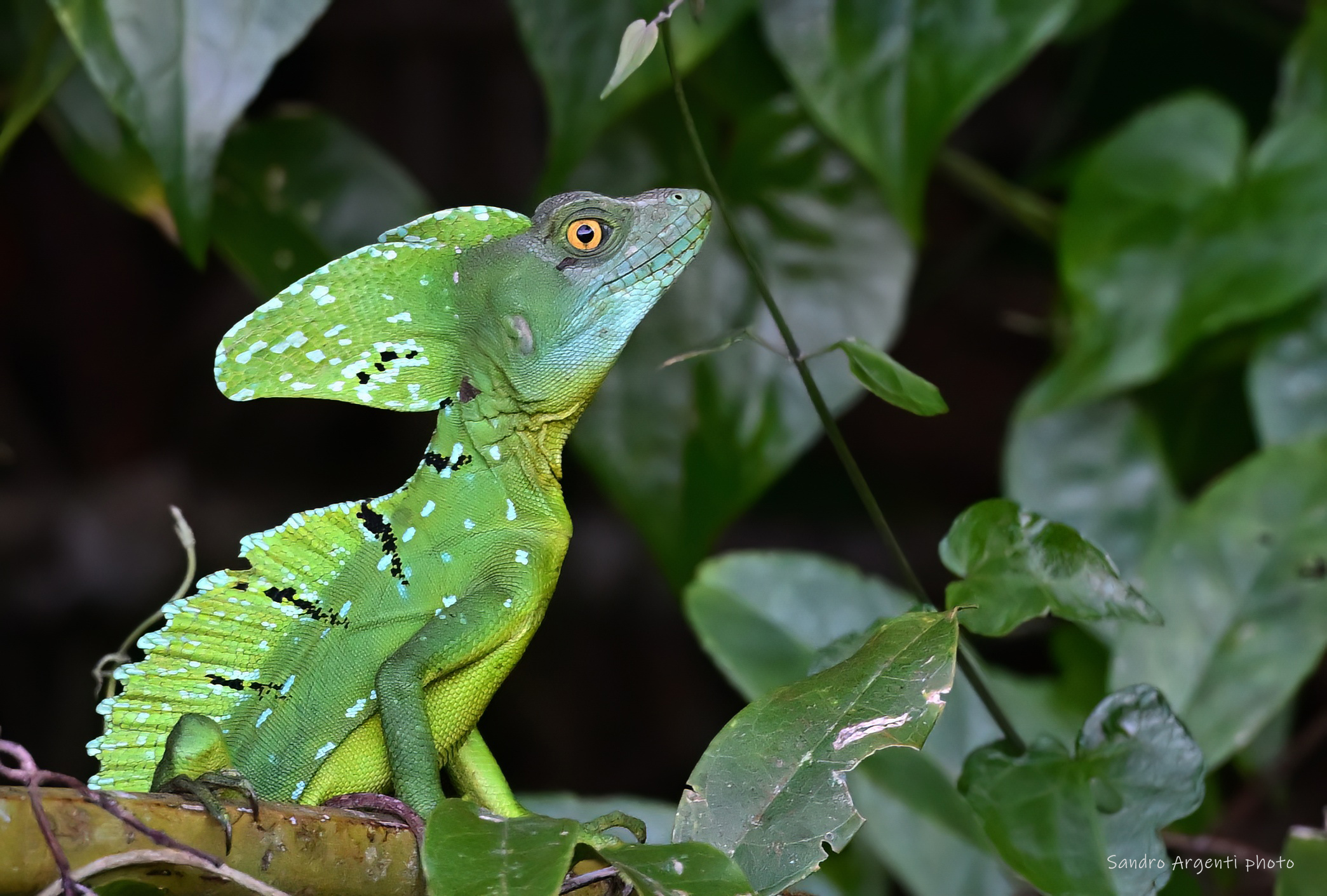 Esistono ancora i dinosauri! Basilisco Crestato