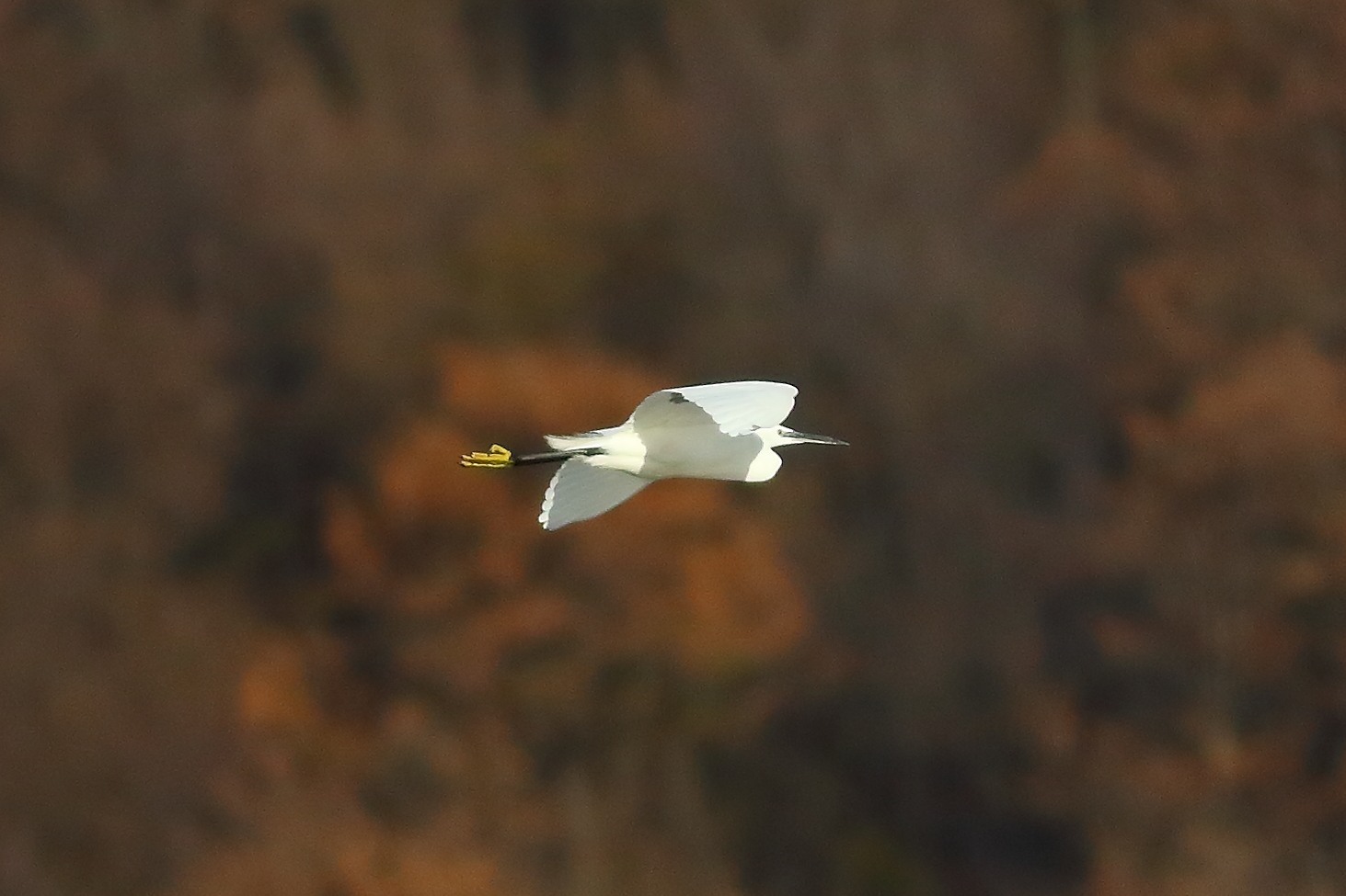 Little Egret 19-12-2023