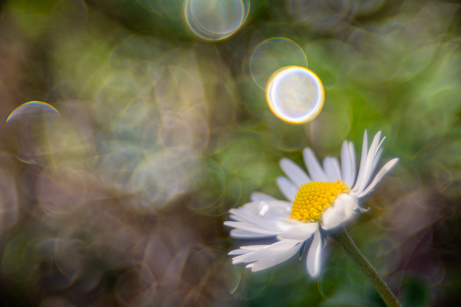 Daisy