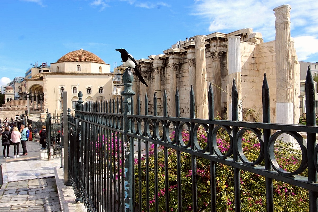 La gazza ateniese...