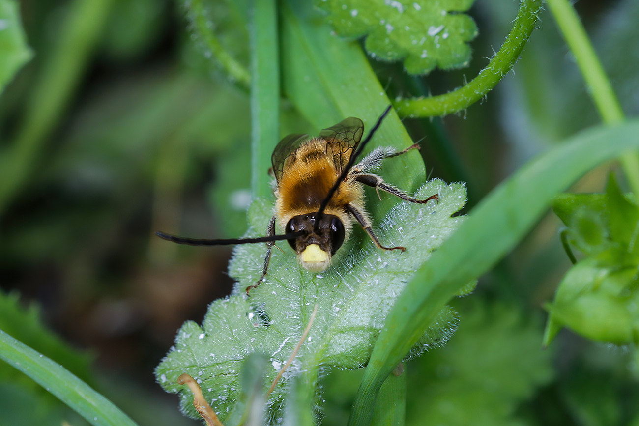 Eucera sp. z o.o.