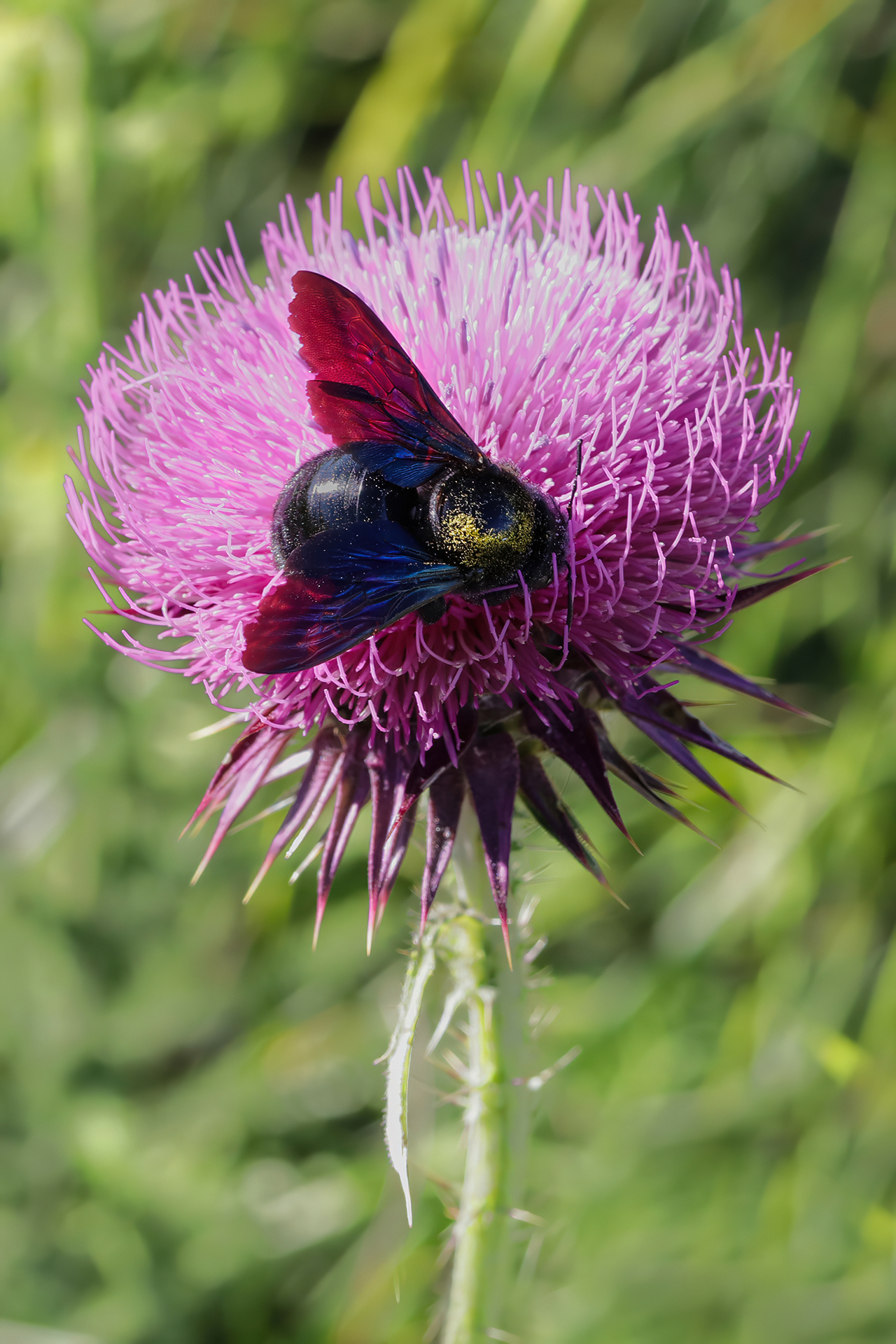 Xylocopa violacea