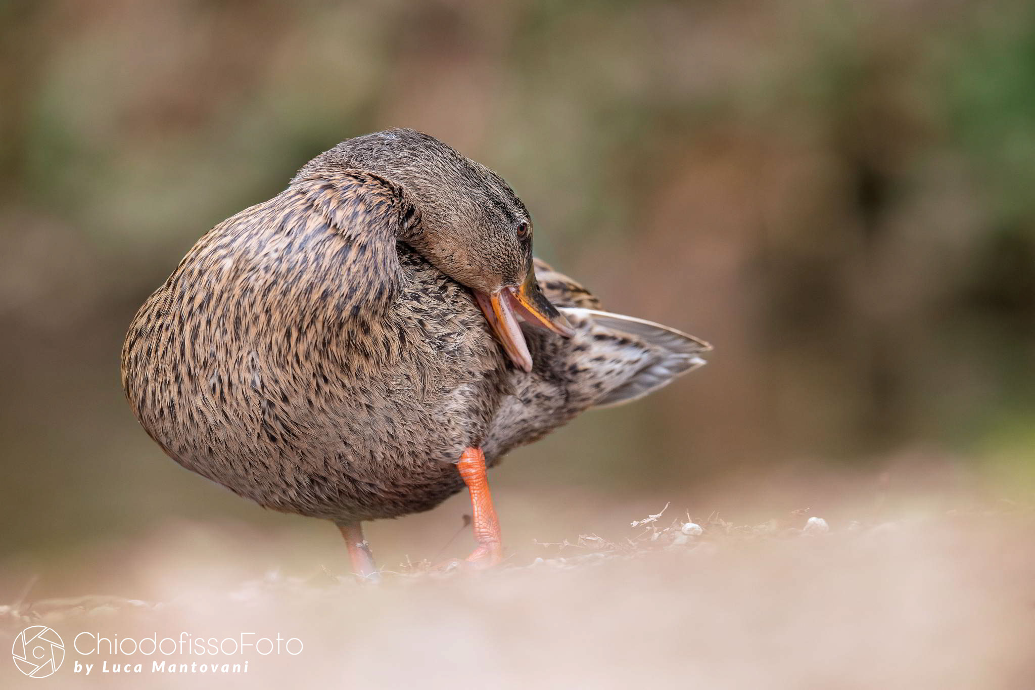 Femmina di germano si prende cura di se'