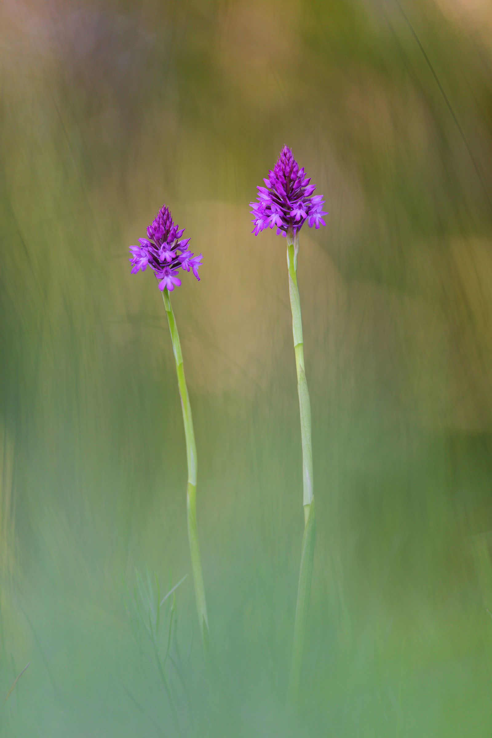 Anacamptis pyramidalis