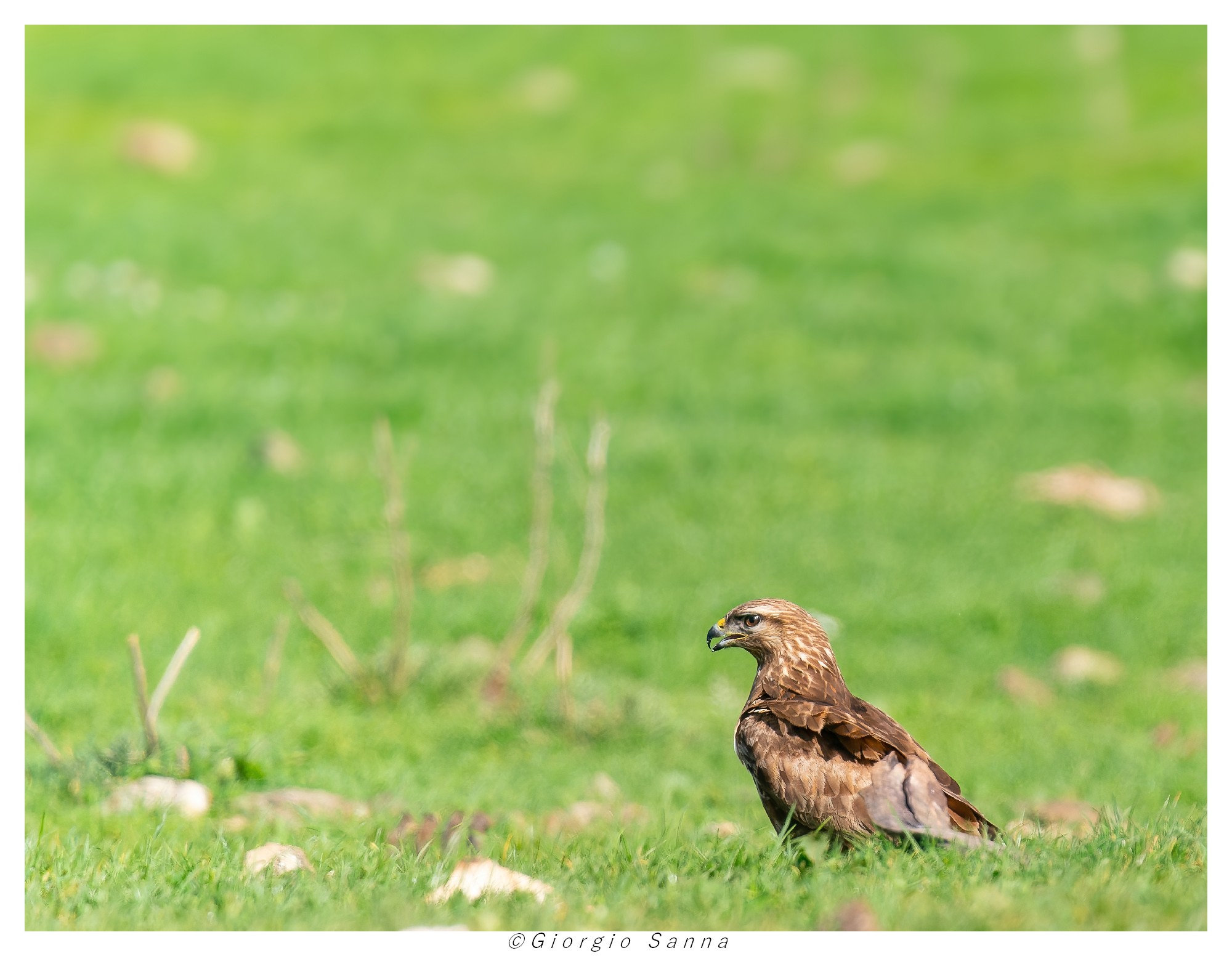 Buteo buteo buzzard