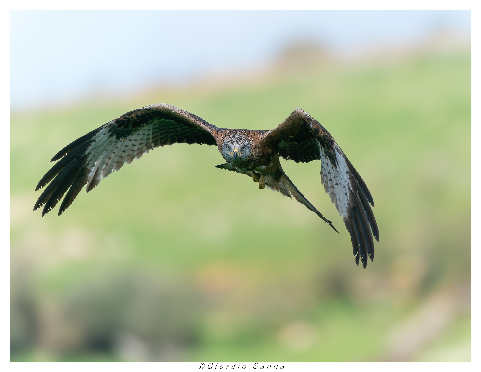 Red Kite Milvus milvus