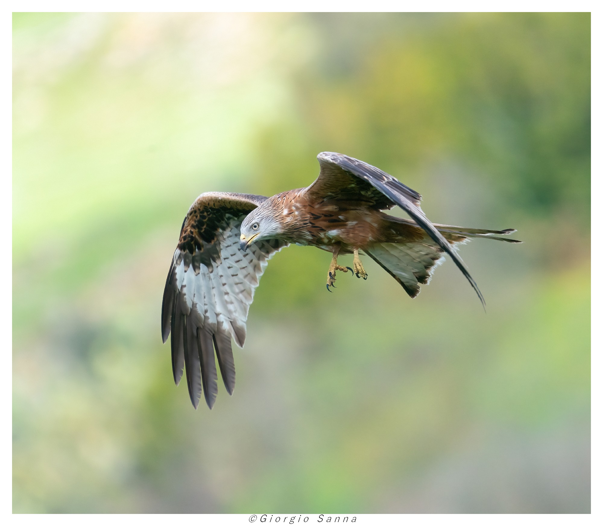 Red Kite Milvus milvus