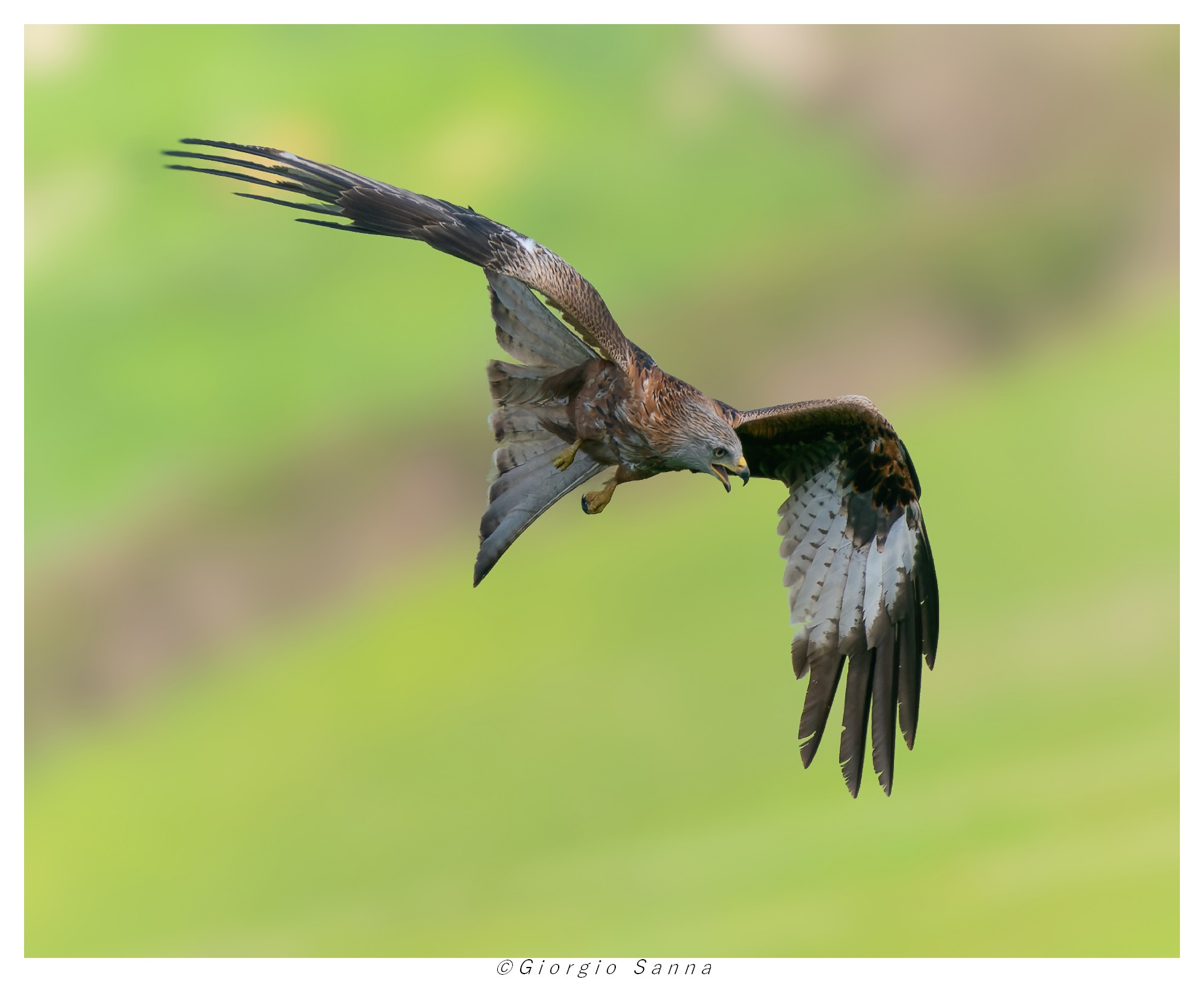 Red Kite Milvus milvus