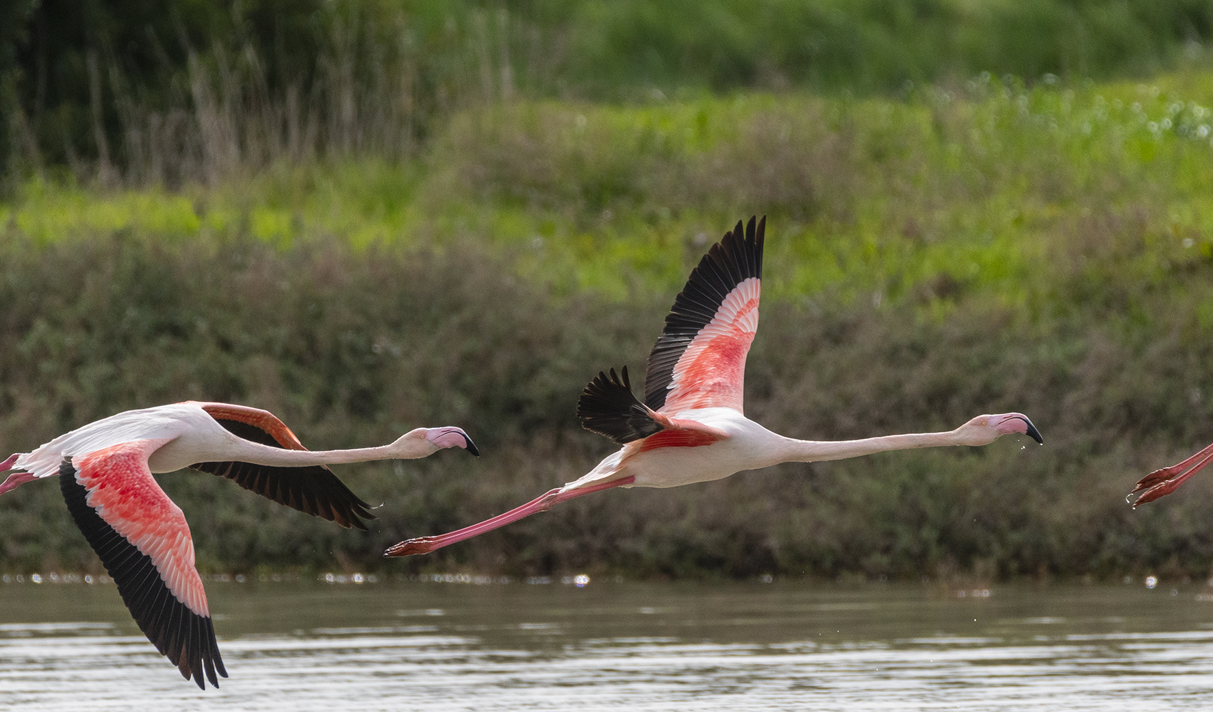 flamingoes