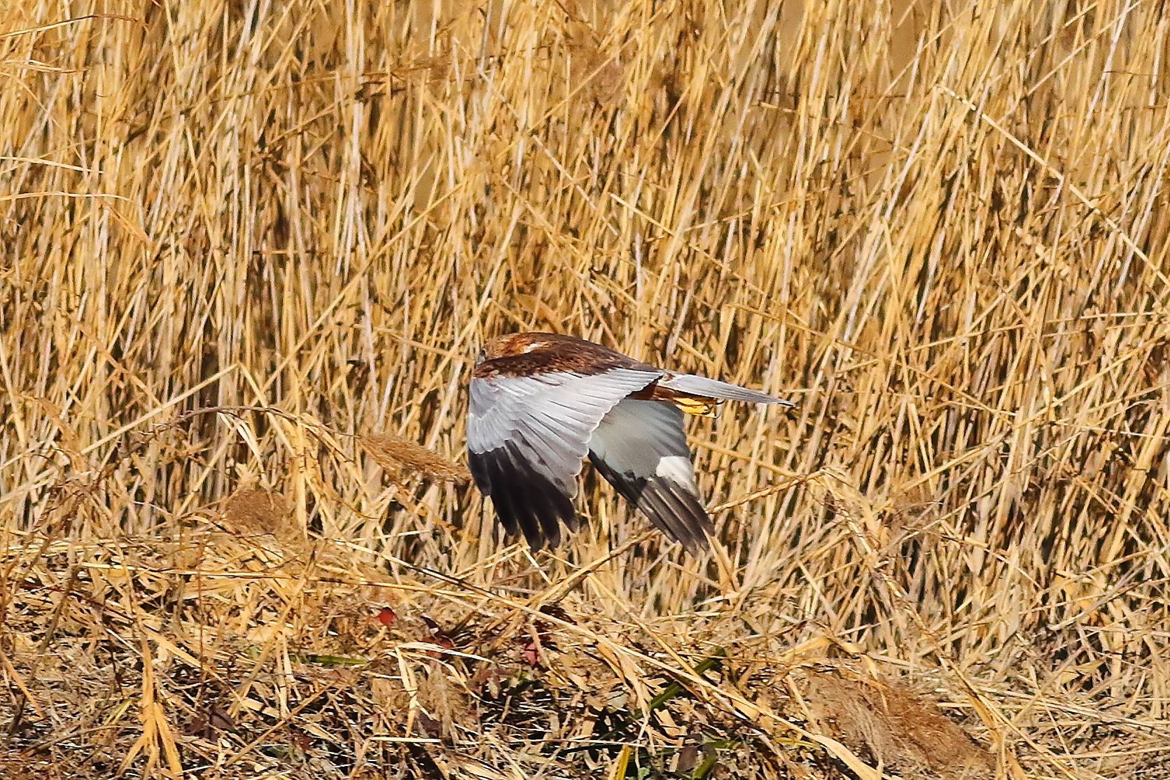Marsh Harrier M 23-12-2023
