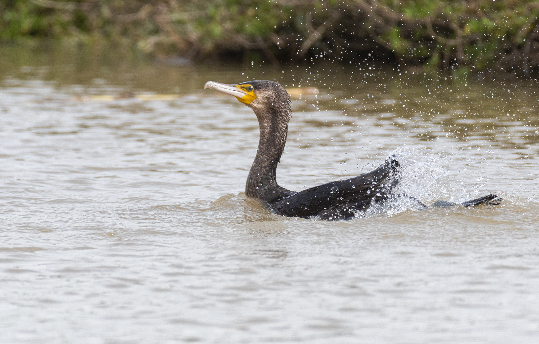 cormorant