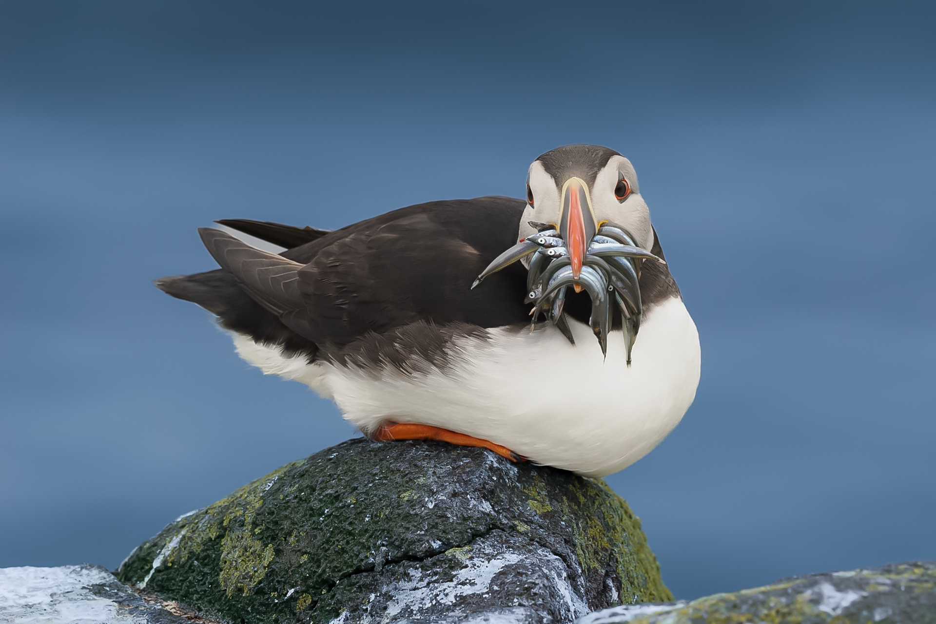 pronto per nutrire i pulli