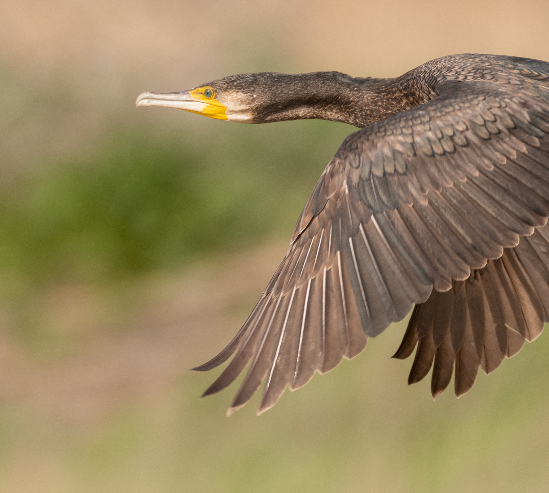cormorant