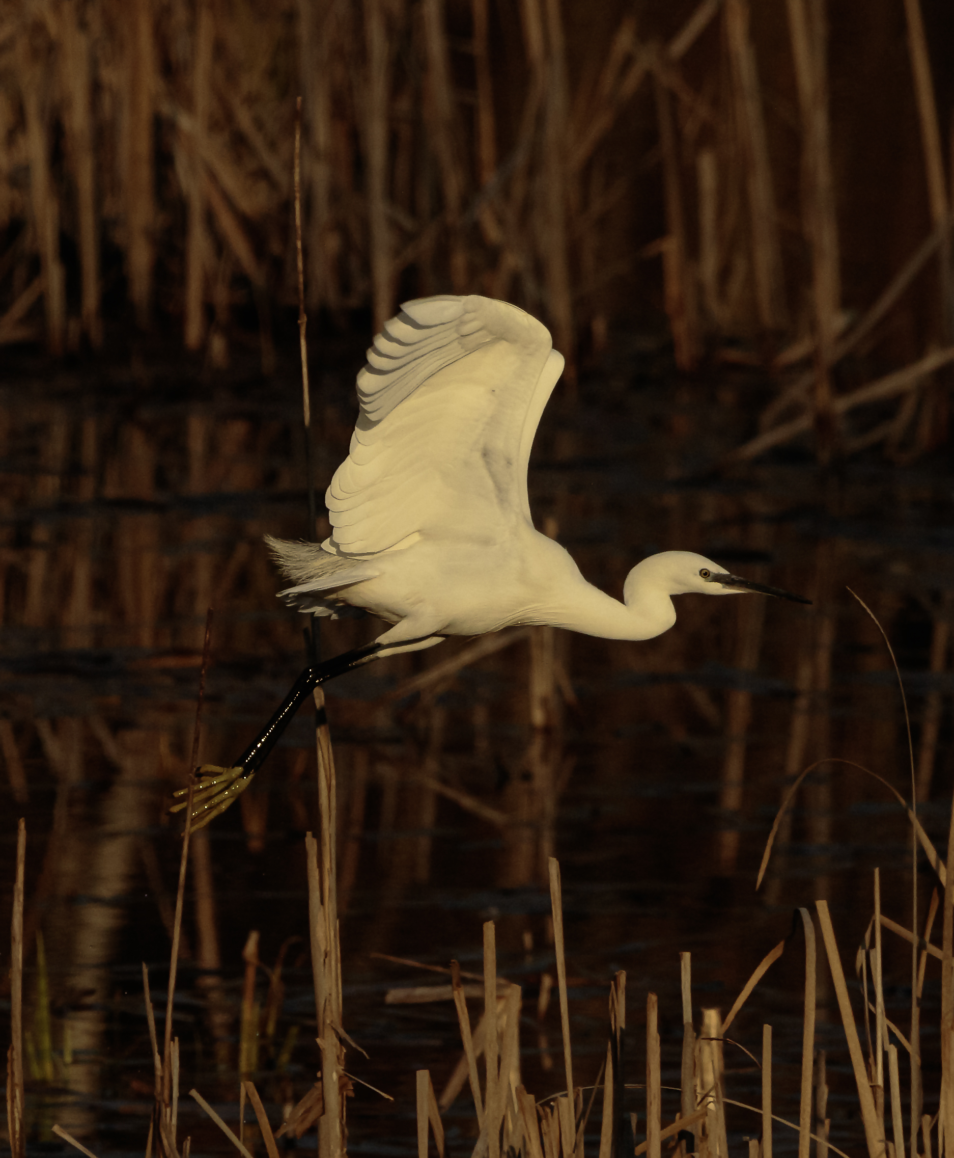 Little Egret in flight Oasi Lipu Cesano M. MB 11/01/2024