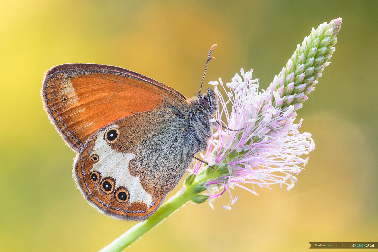 Coenonympha arcania