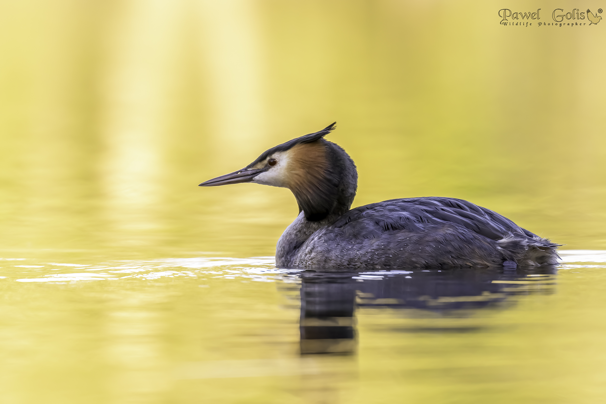 Svasso maggiore (Podiceps cristatus)