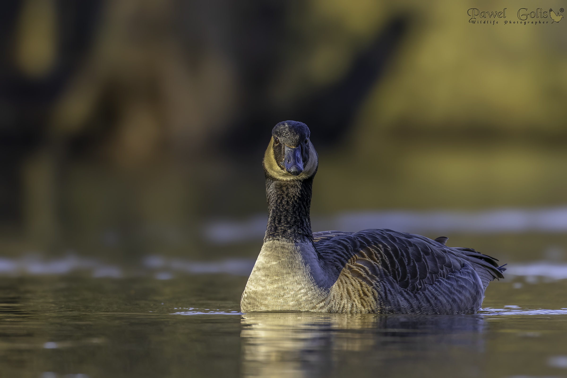 Oca canadese (Branta canadensis)