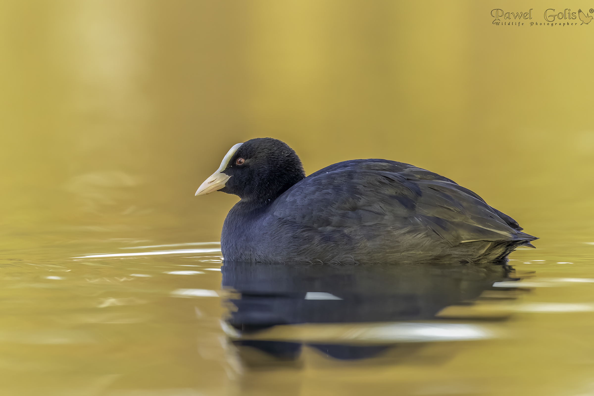 Folaga (Fulica atra)