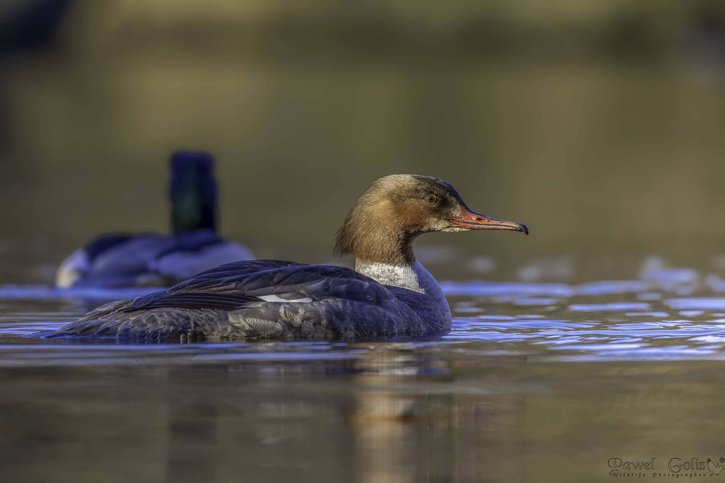Smergo maggiore (Smergo maggiore)