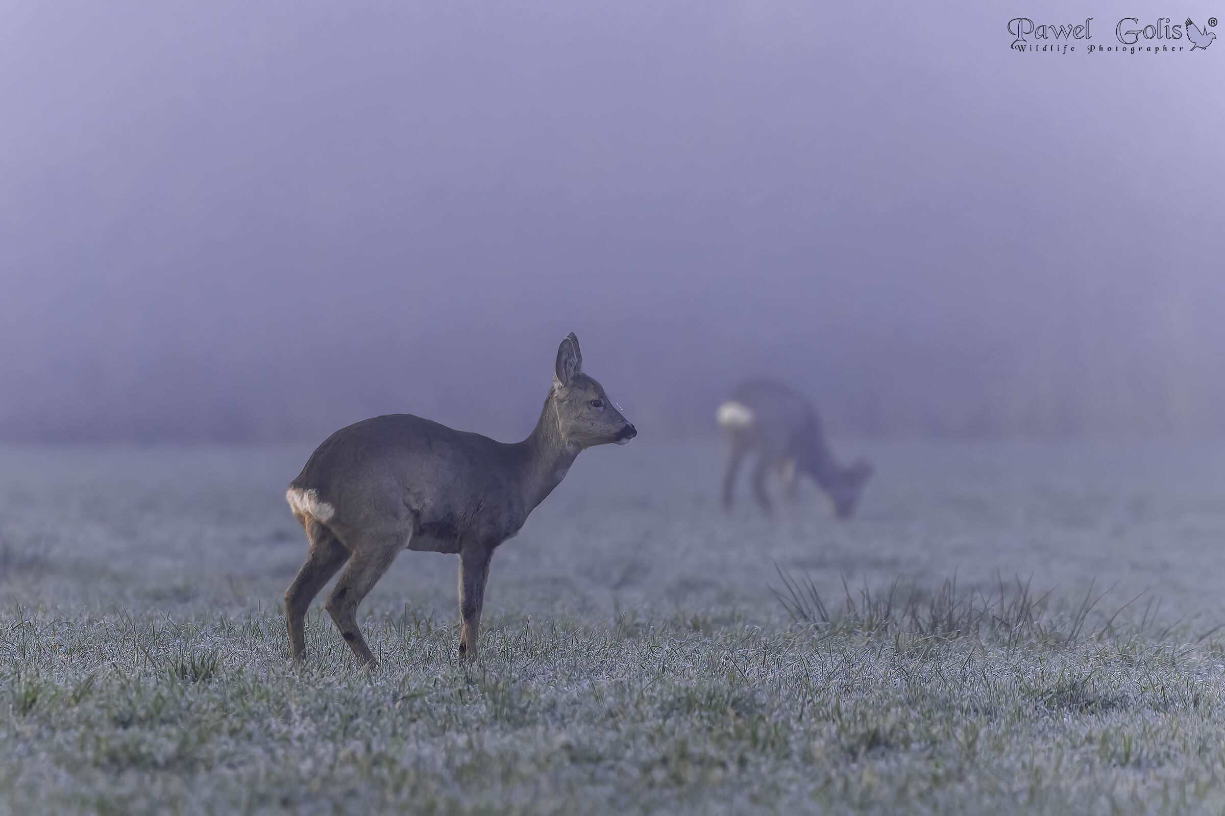Capriolo (Capreolus capreolus)