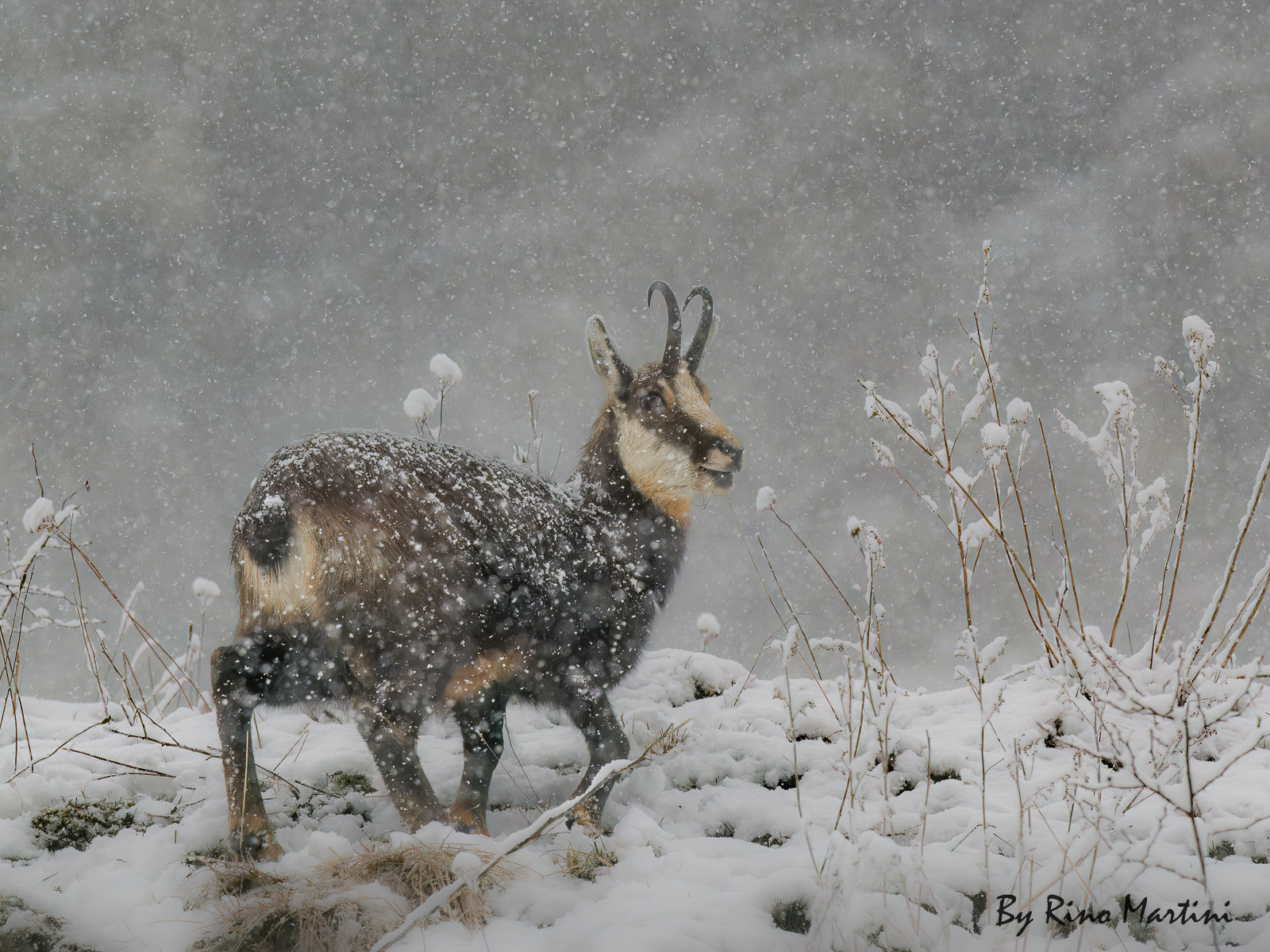 Camoscio nella tormenta di neve