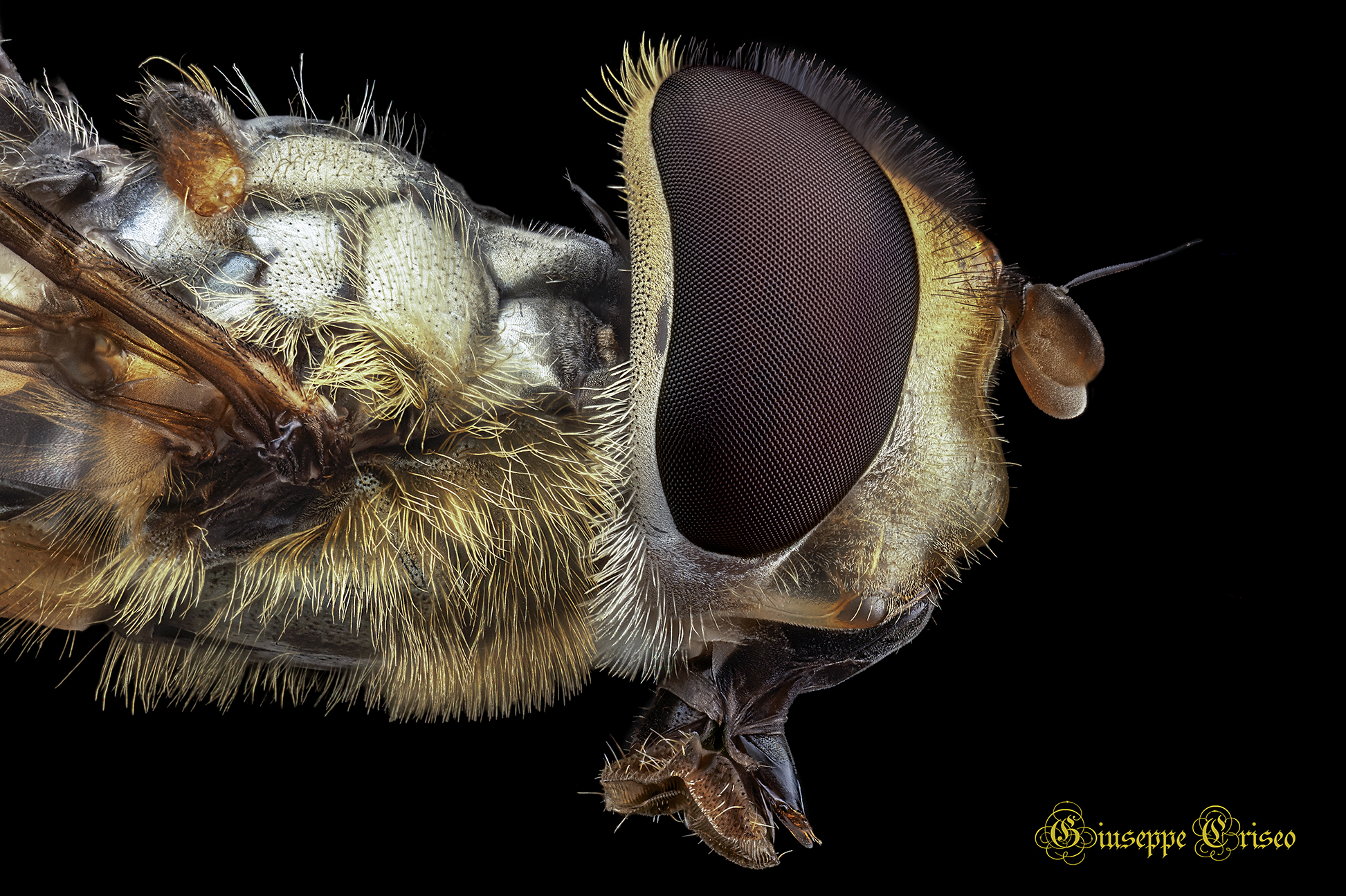 Spallanzania sp., Tachinidae