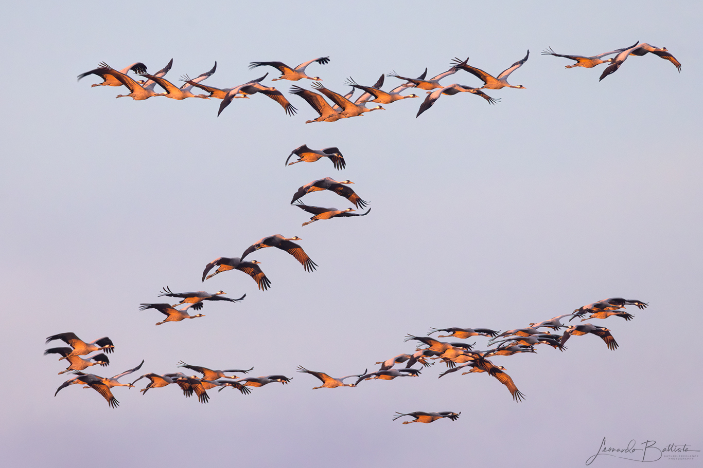 Crane at sunset