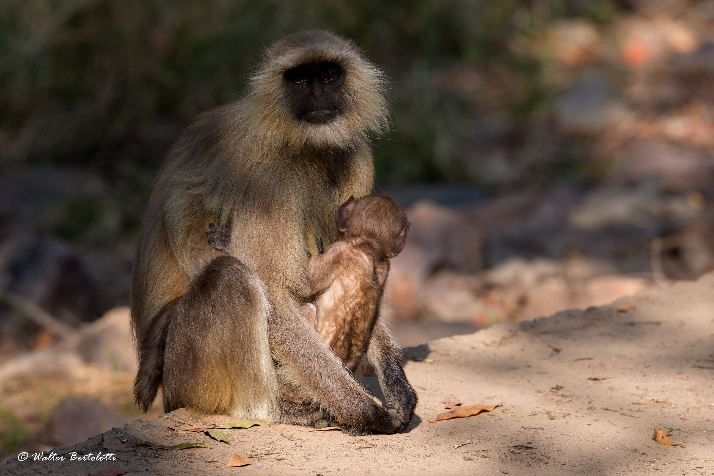 langur