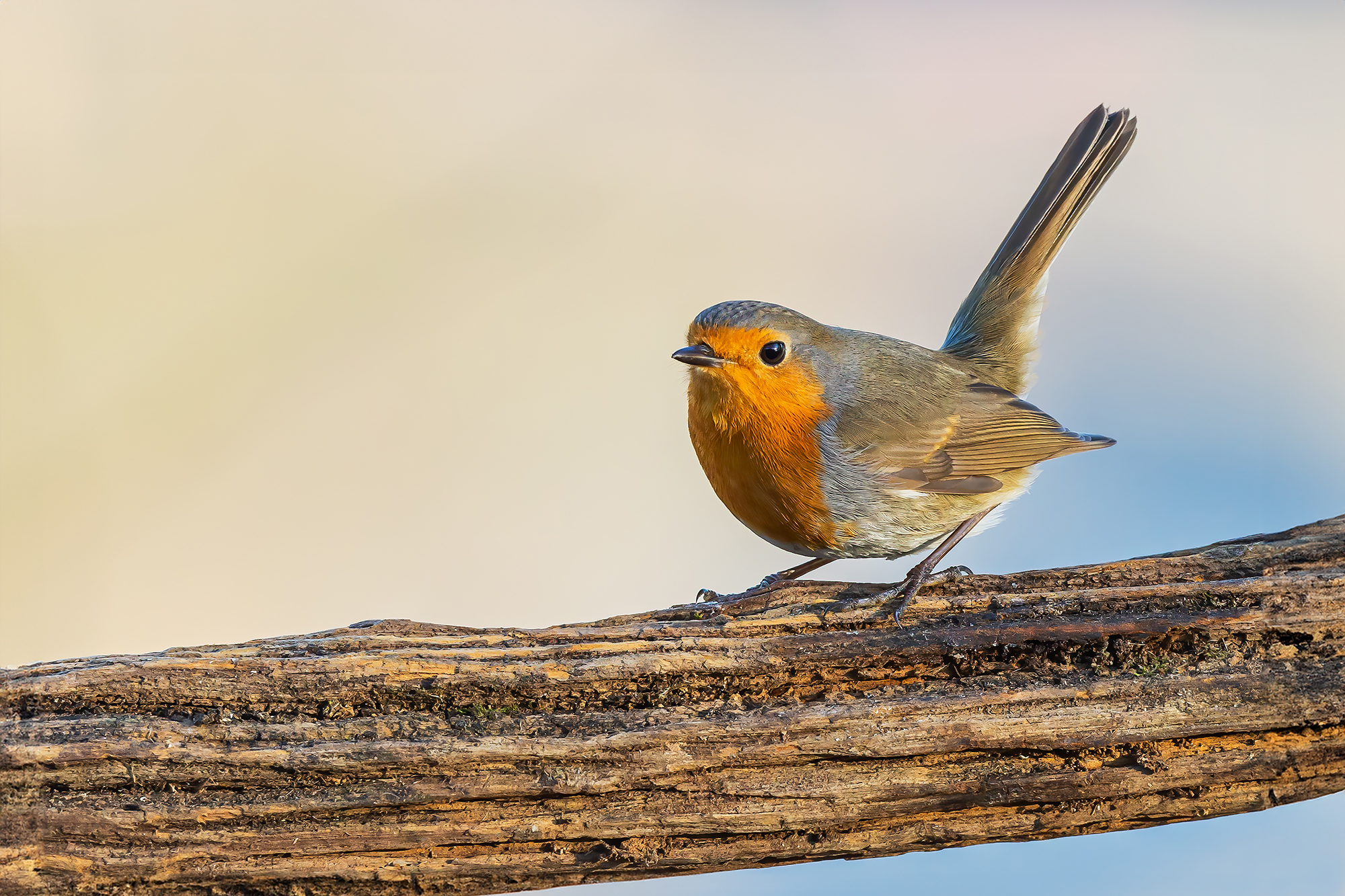 Robin before you fly away