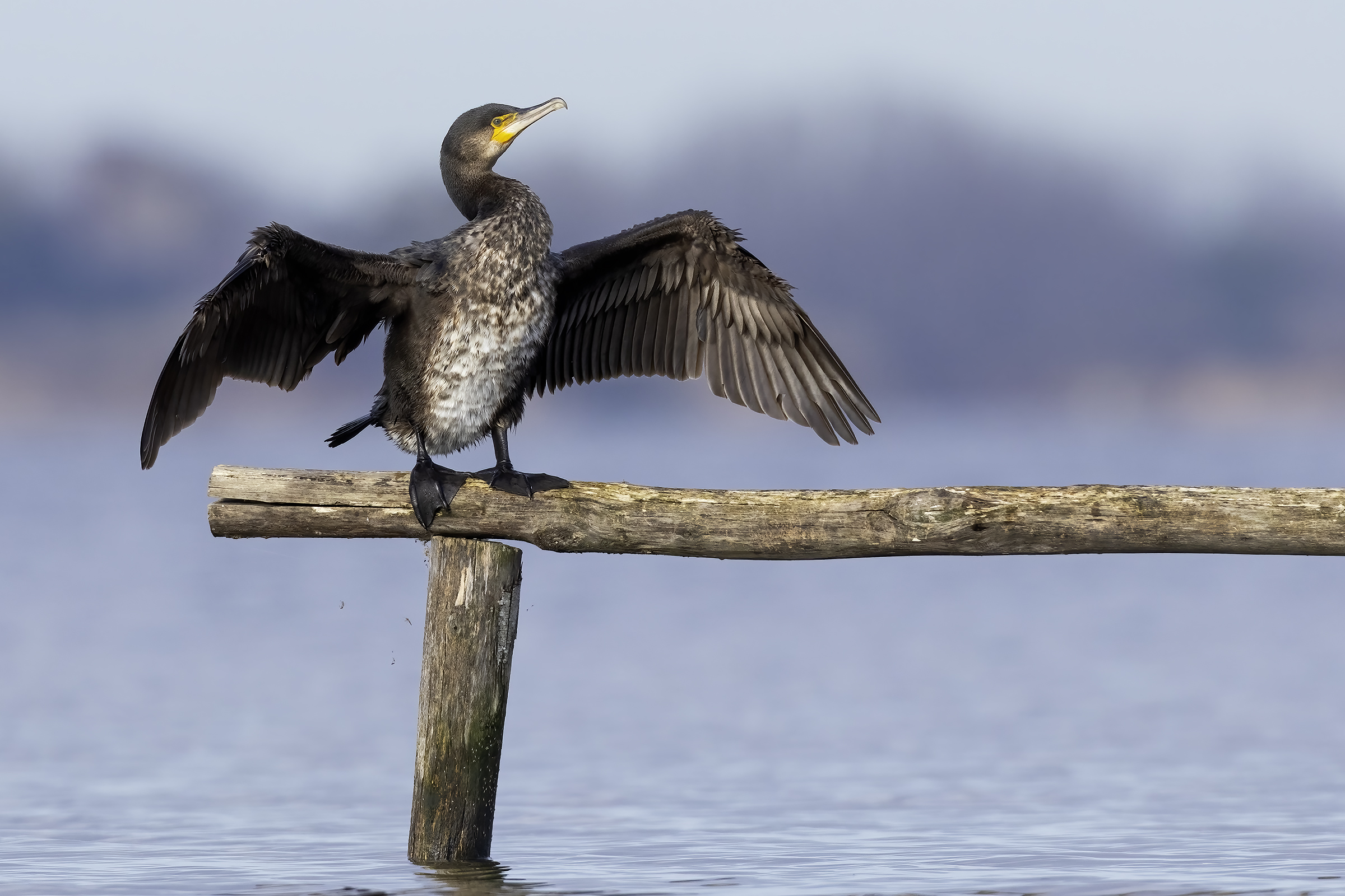 Cormorano al Sole ....