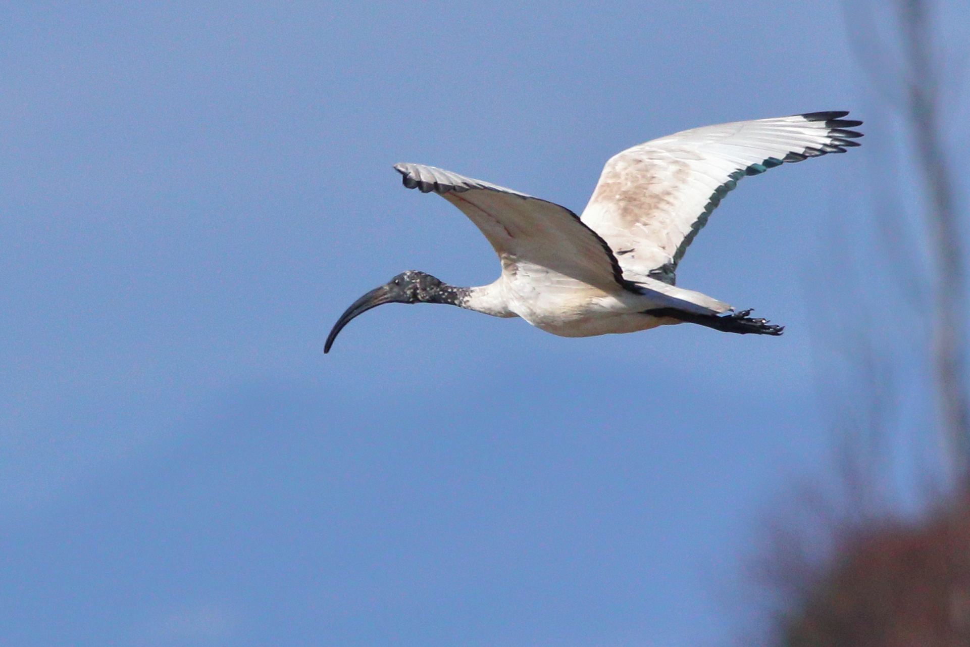Ibis in flight