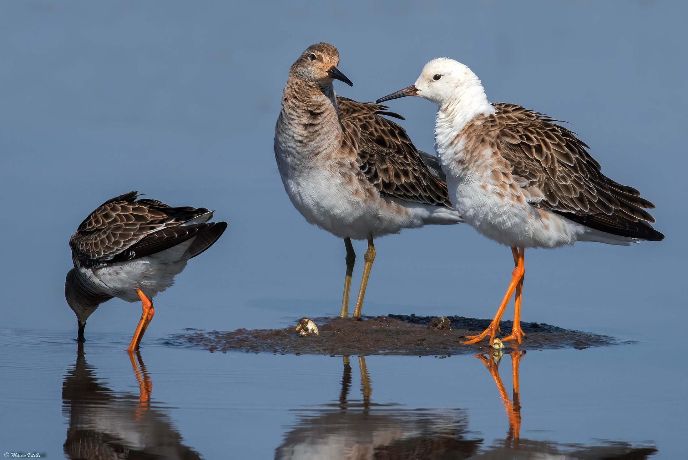 Fighter (Philomachus pugnax)