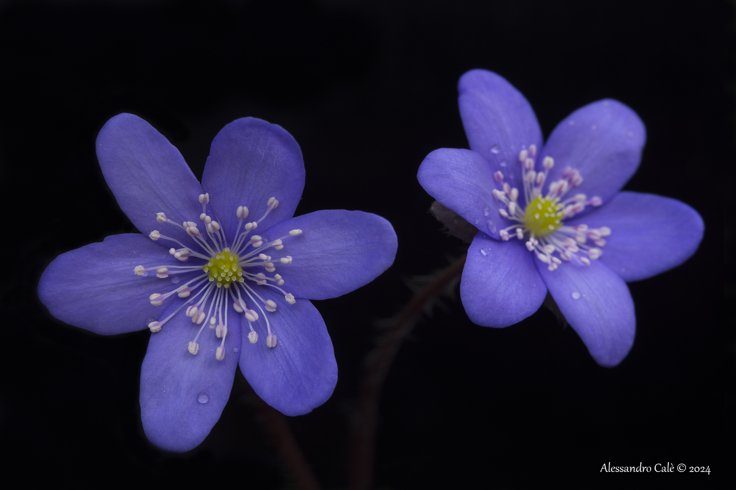 Hepatica nobilis (Hepatic anemone) 0056
