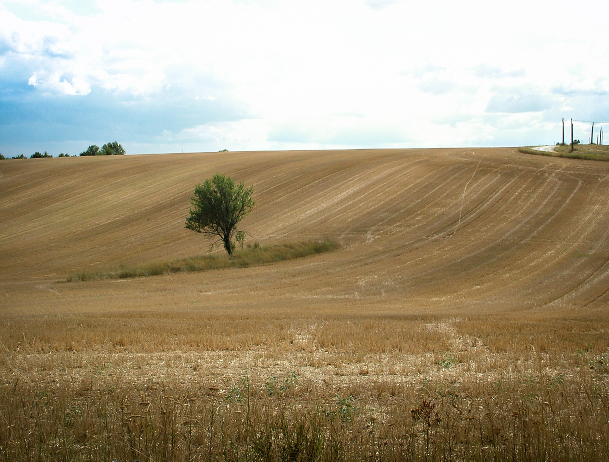 French Fields (or yellow xp)