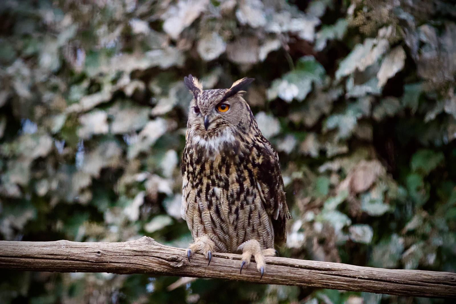 Oasi di Sant'Alessio