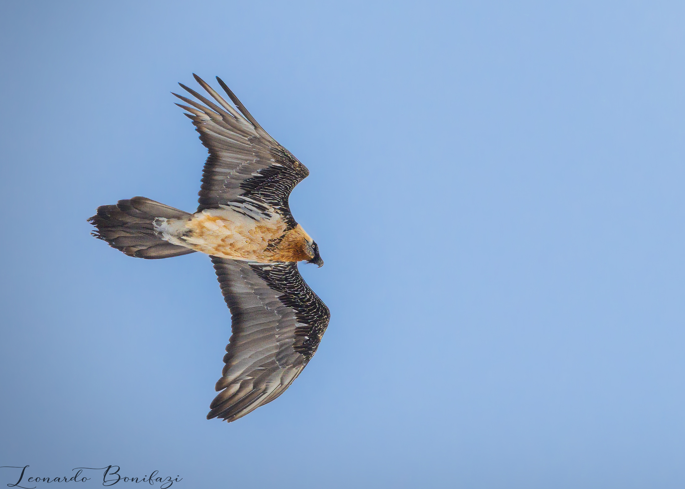 Bearded vulture