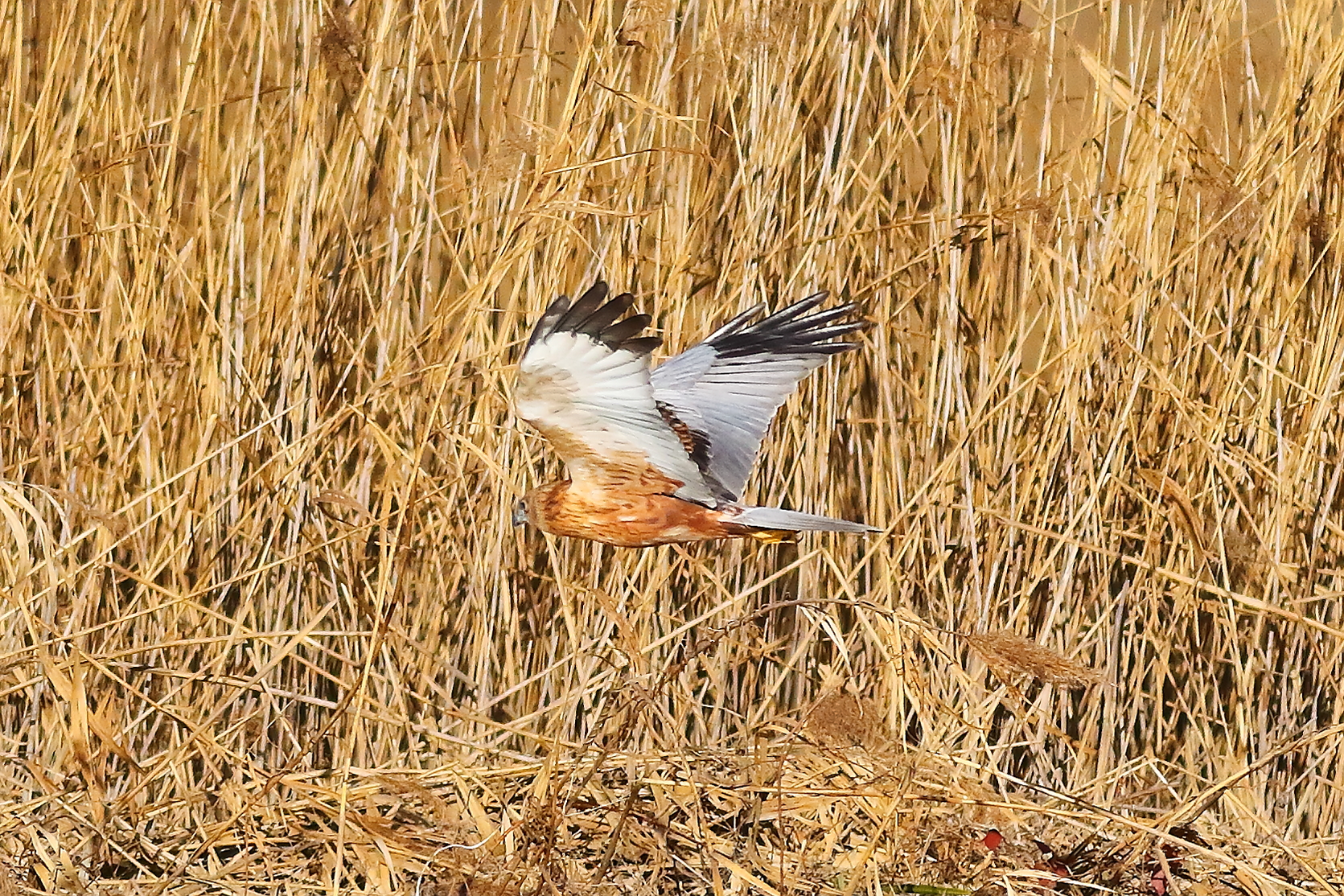 Marsh Harrier M 23-12-2023