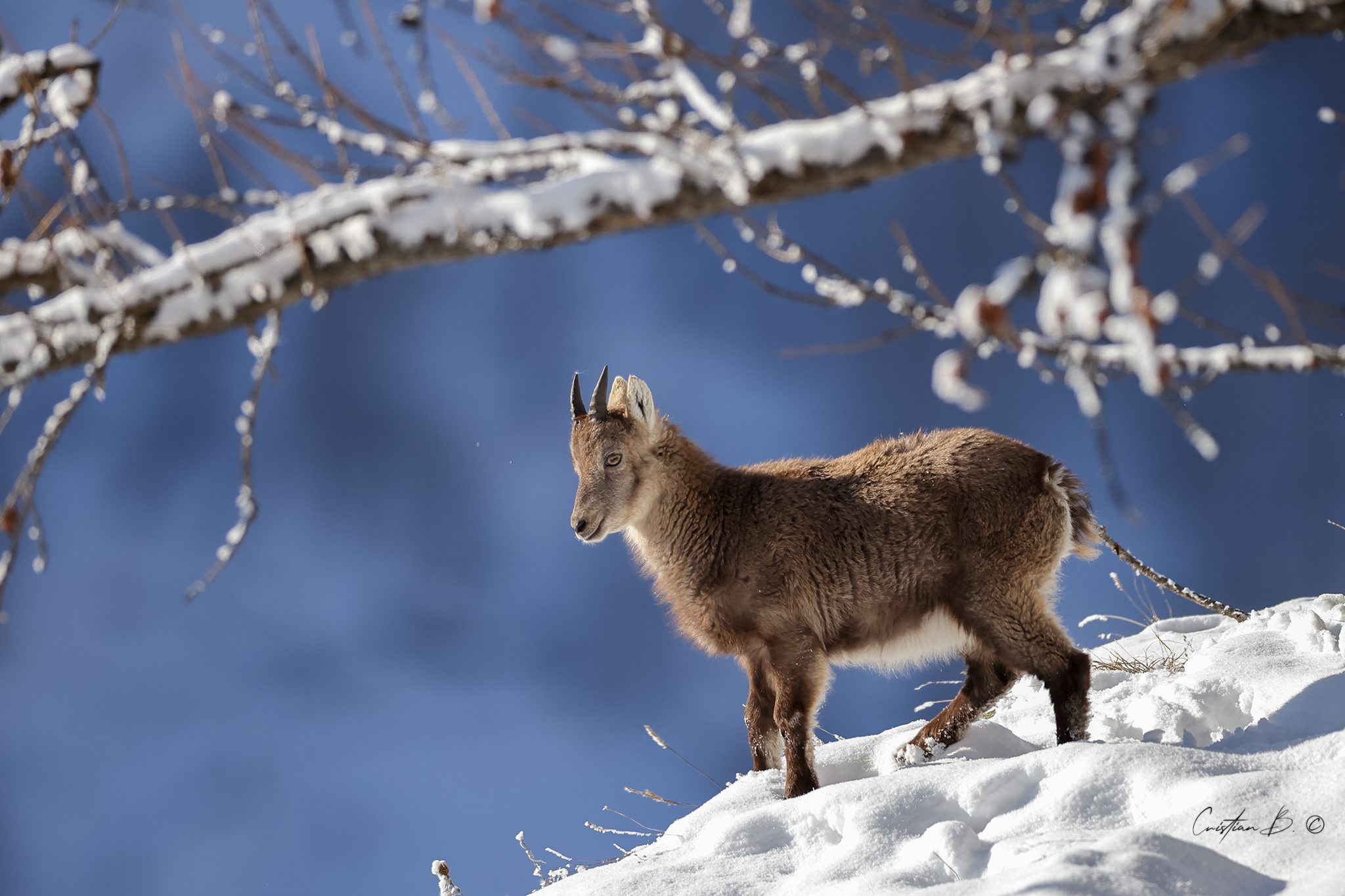 Mini Ibex