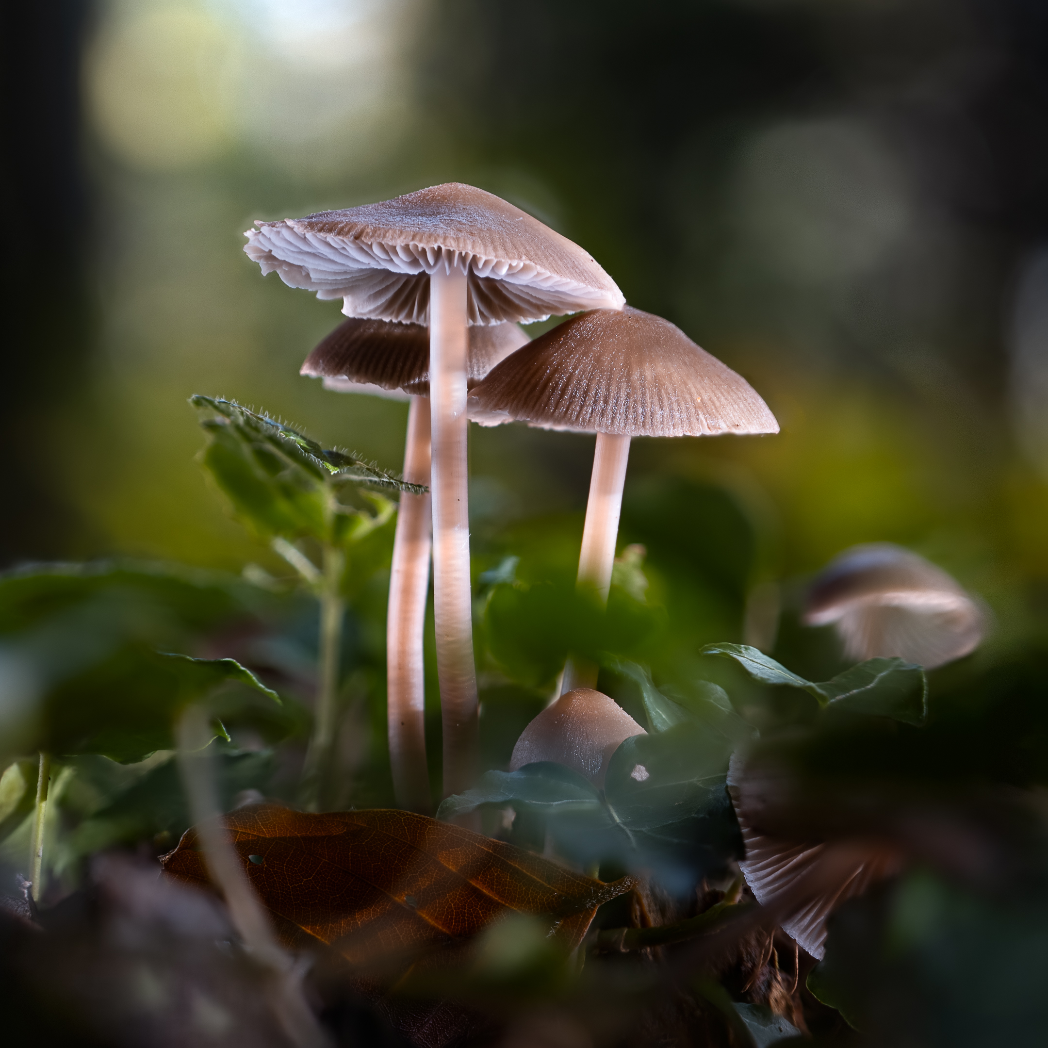 The last mushrooms of the season