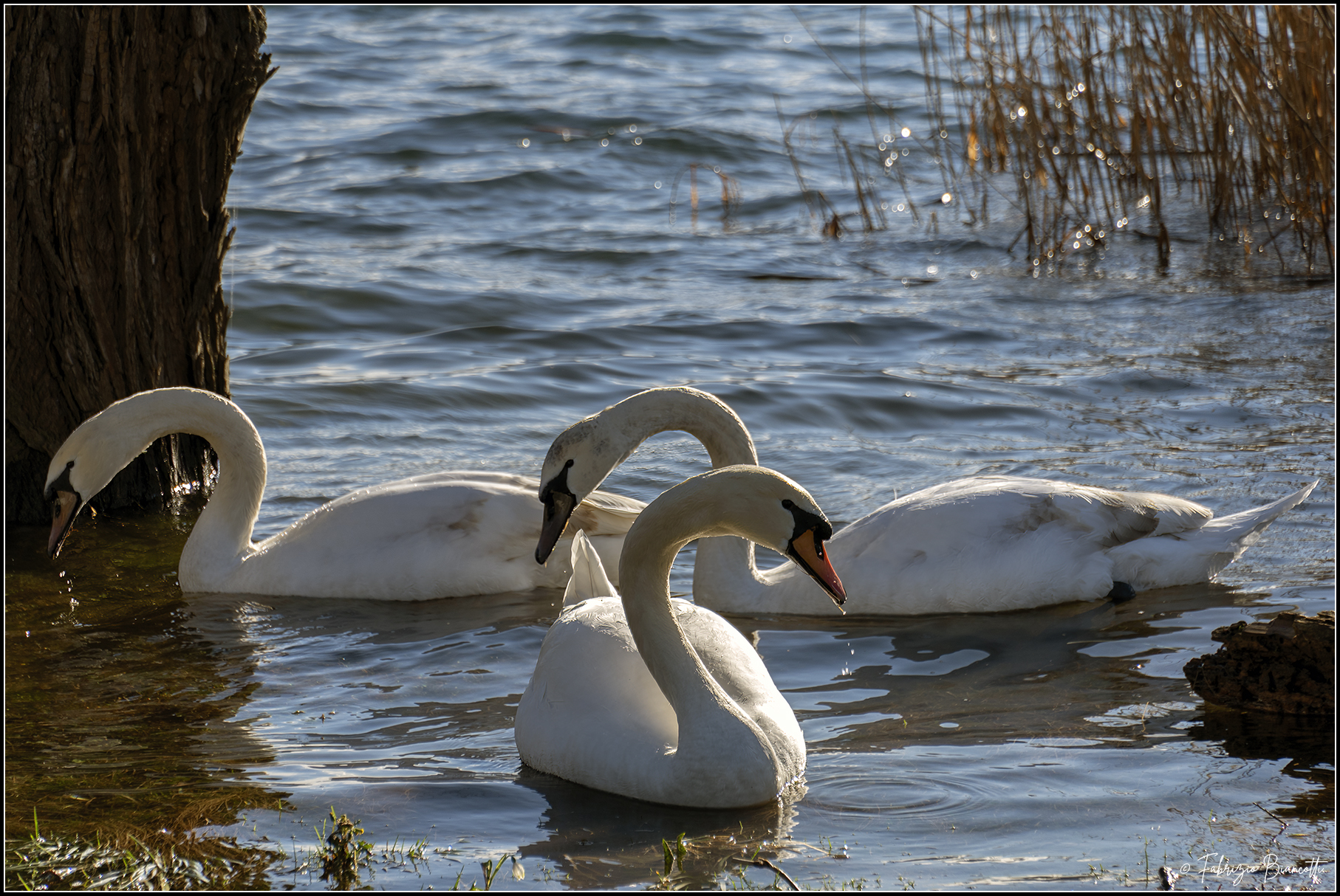 Swans of Lake Orta